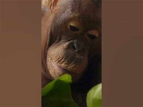 Orangutan magic 2018